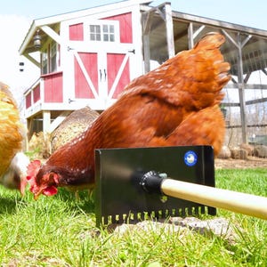 May include: A vibrant image of chickens in a grassy area with a red barn in the background. A black rake with a wooden handle is in the foreground. The chickens are various shades of brown and orange.