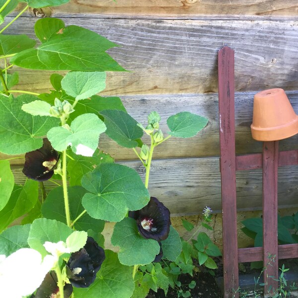 Black Hollyhocks,primitive flowers, primitive gardens, primitive decorating