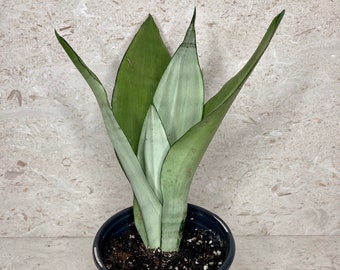 Sansevieria Trifasciata Moonshine