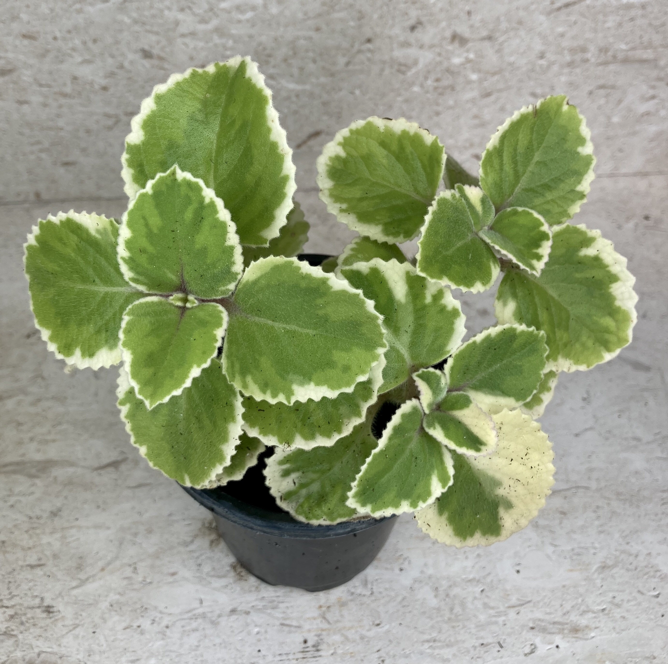 Live Variegated Cuban Oregano Plant Etsy
