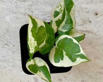 Njoy Pothos