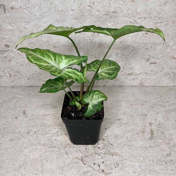 Syngonium Podophyllum Mariposa Blanca