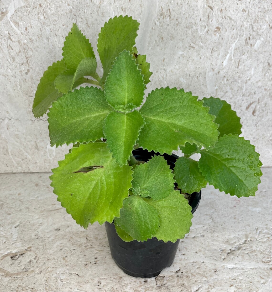 Live Cuban Oregano Cutting. Coleus Amboinicus Etsy