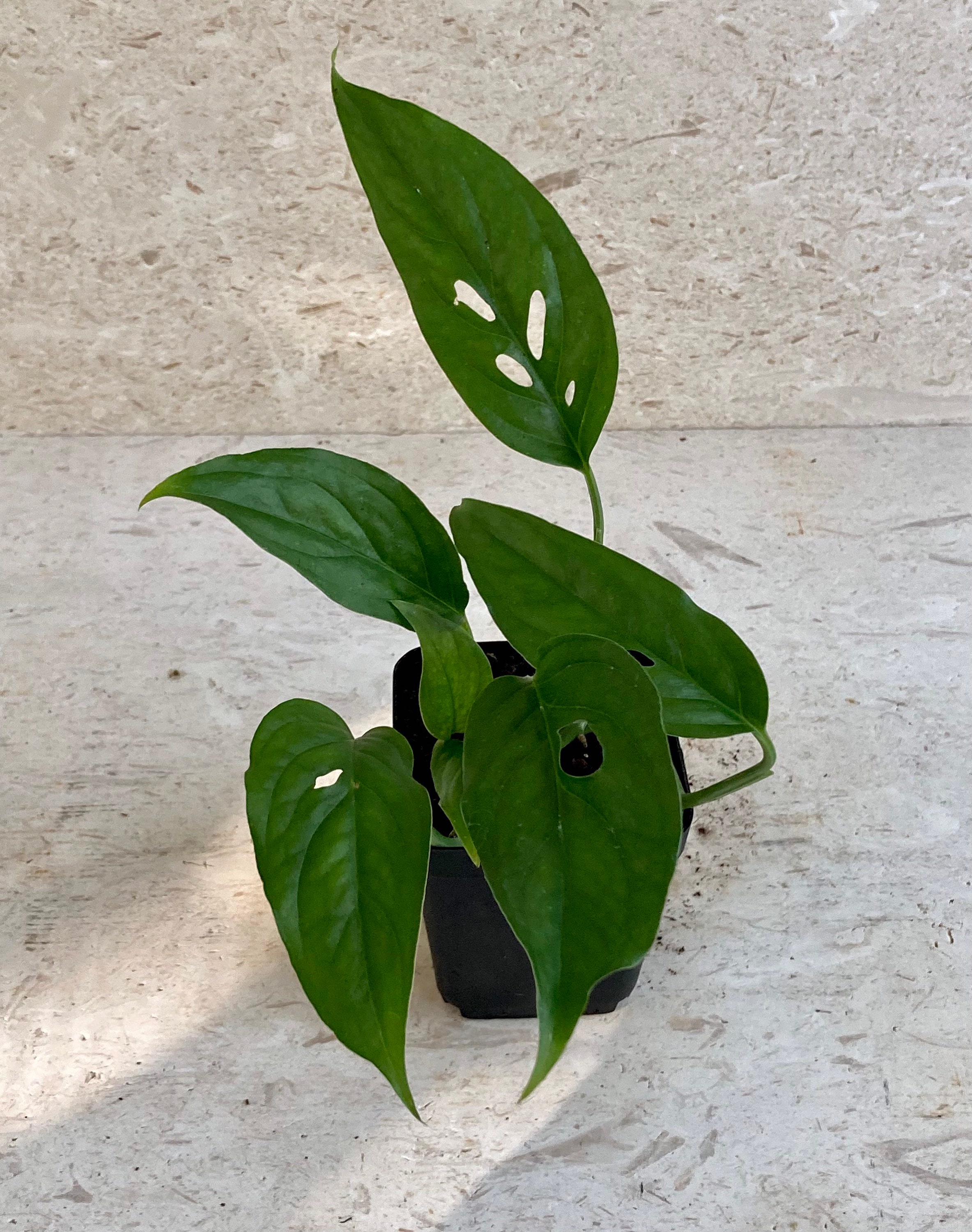 Monstera Adansonii Swiss Cheese Vine Narrow Leaf Form Etsy