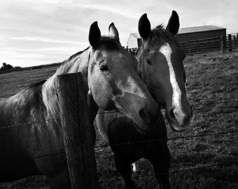 Orizontal horse, bw horse print, horse photo, equestrian print, equestrian photo, equestrian decor, western decor, northwest decor, bw print