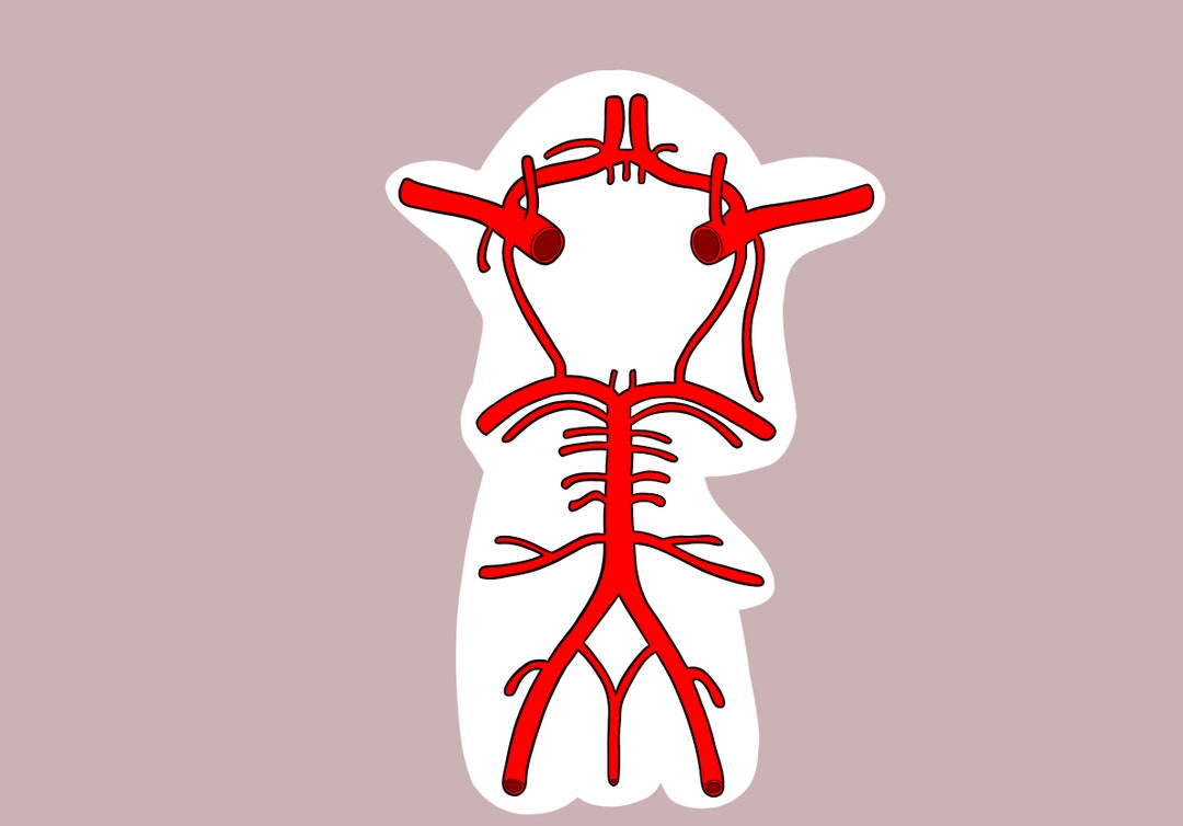 Circle of Willis - Etsy