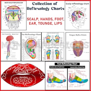 Reflexology Charts Bundle | Foot, Hand, Scalp, Ear (Digital Download)