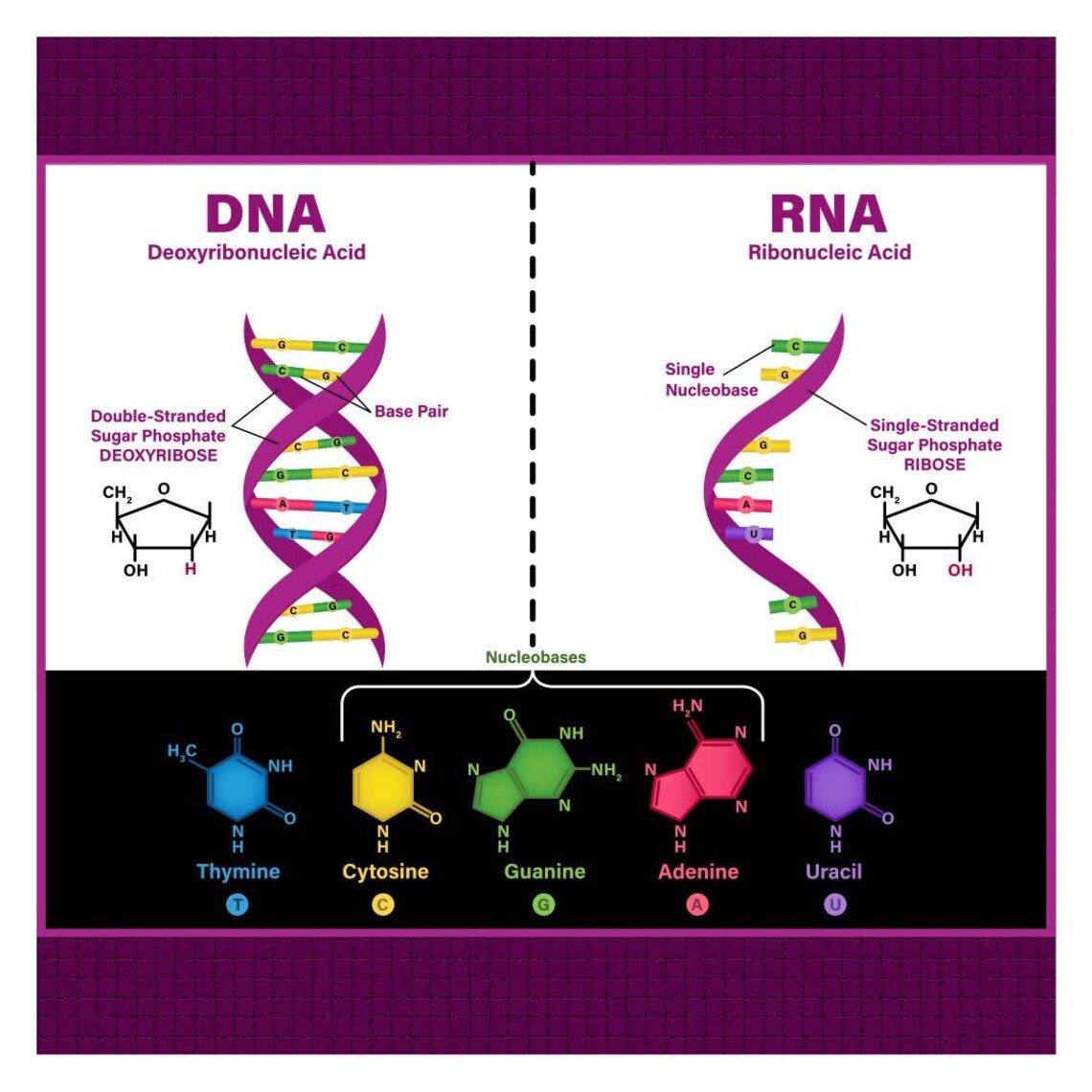 DNA Vs RNA Biology Poster: Helix Diagram, Structure Art (digital ...
