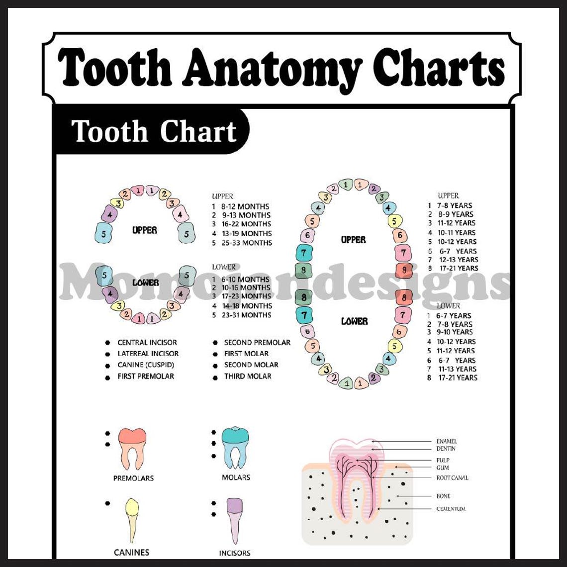 Teeth Structure Graph Tooth Anatomy Chart: Dental Reference Guide (digital Download) - Etsy