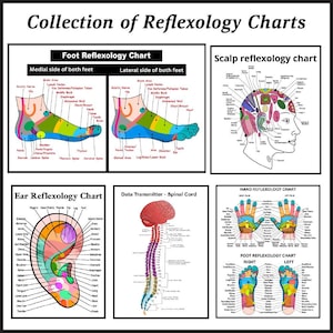 Una colección de gráficos de reflexología de manos, pies, orejas y cuero cabelludo, junto con un diagrama de la médula espinal transmisor de datos, descarga digital