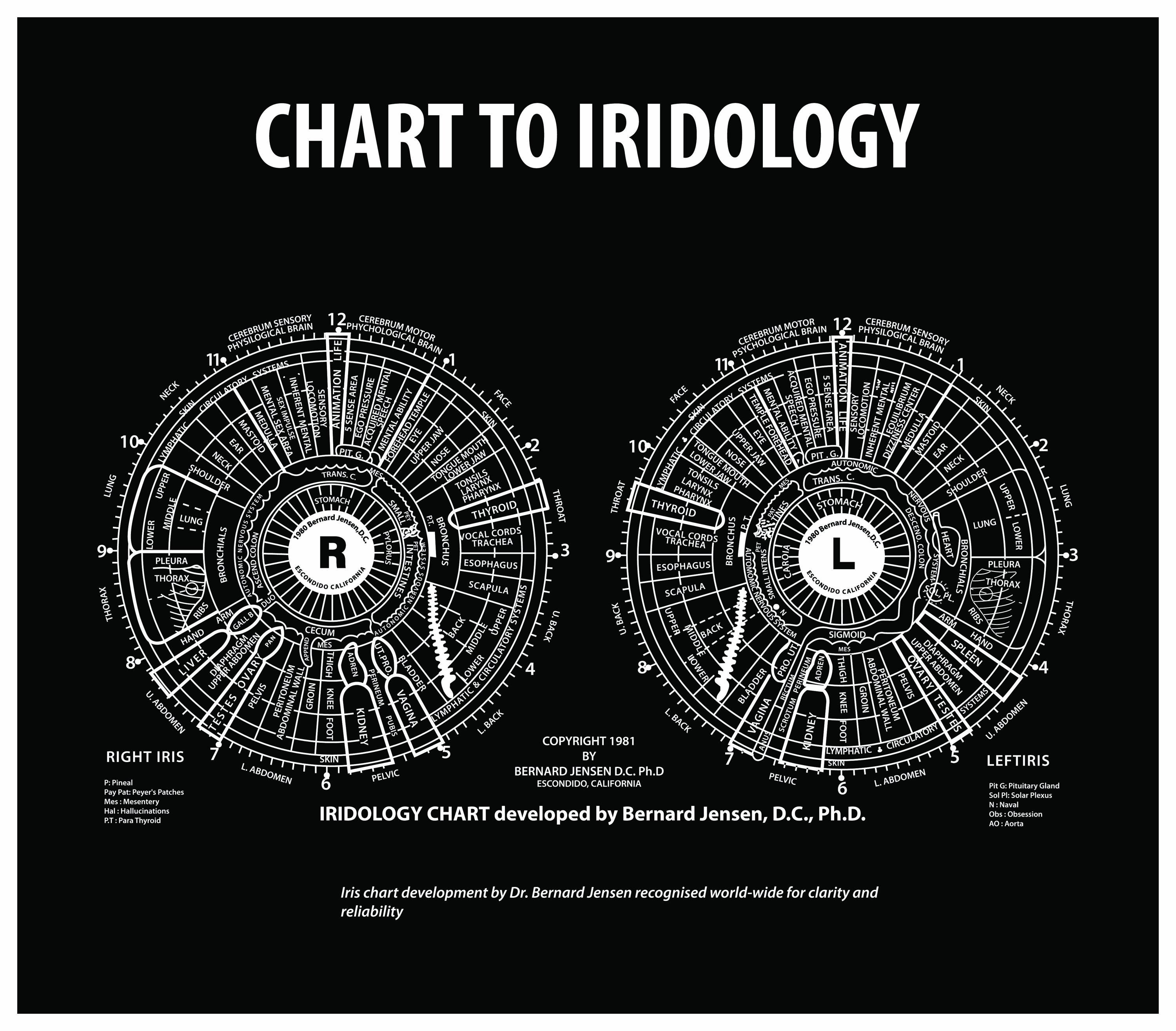 Dr. Bernard Jensen Iridology Chart Set Eye Reflex Analysis (digital