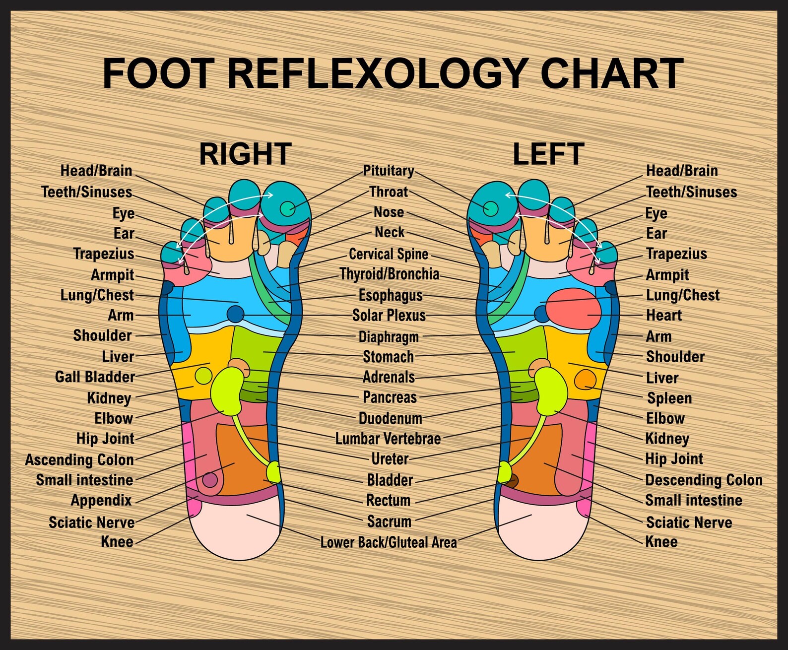 Foot Reflexology Chart Acupressure Map Foot Acupressure Wall Art