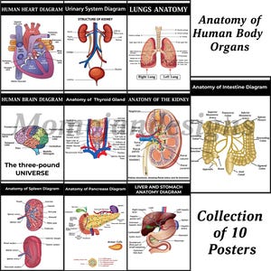 Human Anatomy Diagrams Bundle, Medical Study Posters (10 Charts)