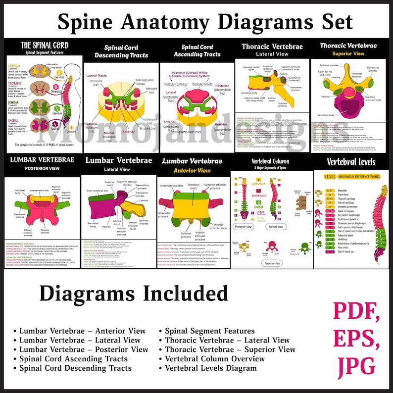 Spine Anatomy Diagrams Set, Vertebral Column Chart, Spinal Cord (PDF ...
