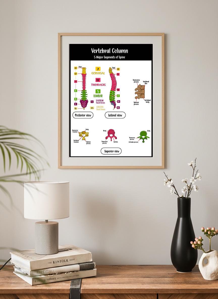 Spine Anatomy Diagrams Set, Vertebral Column Chart, Spinal Cord (PDF ...