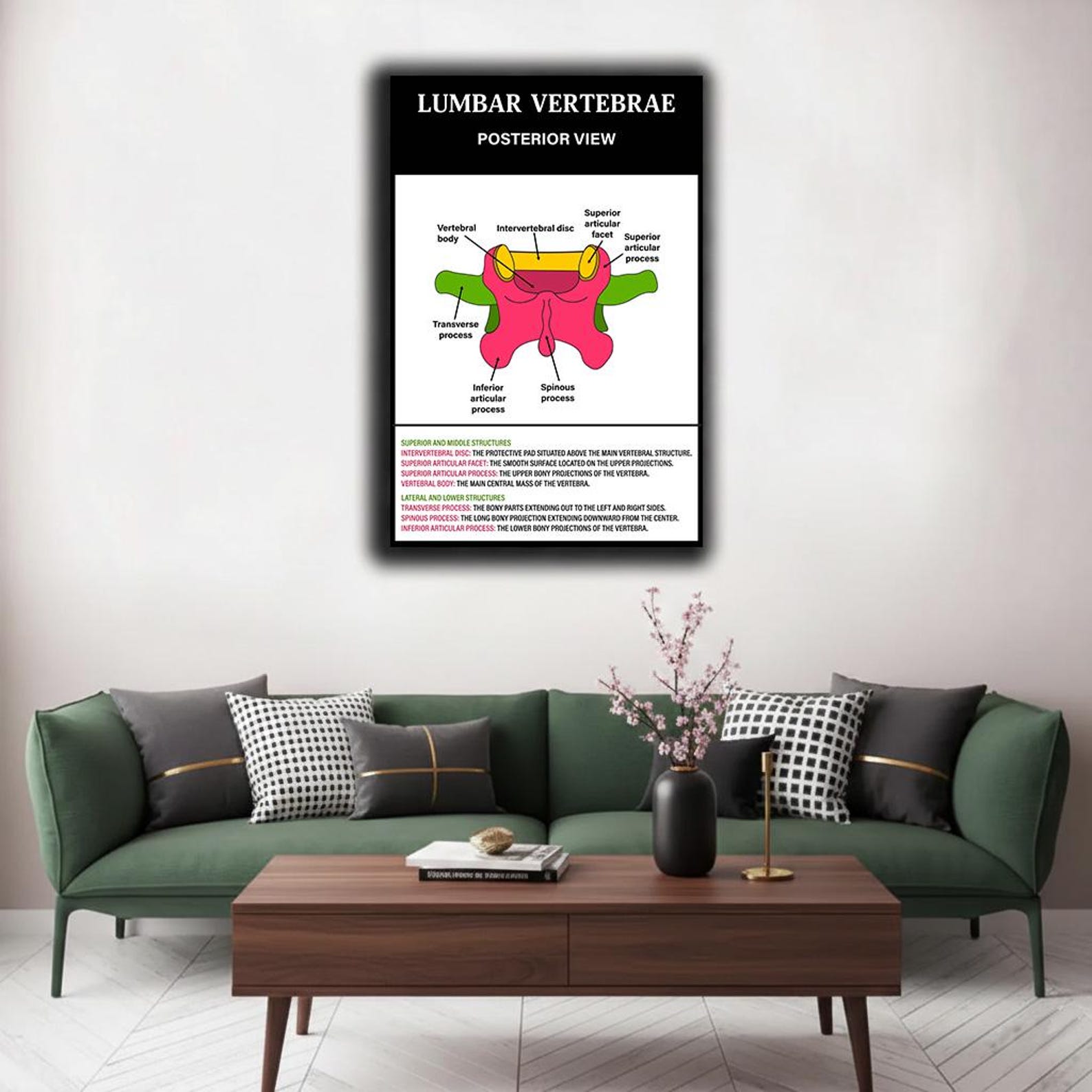 Spine Anatomy Diagrams Set, Vertebral Column Chart, Spinal Cord (PDF ...