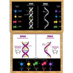 May include: A diagram comparing DNA and RNA. DNA is shown as a double helix with the bases adenine, guanine, cytosine, and thymine. RNA is shown as a single helix with the bases adenine, guanine, cytosine, and uracil.