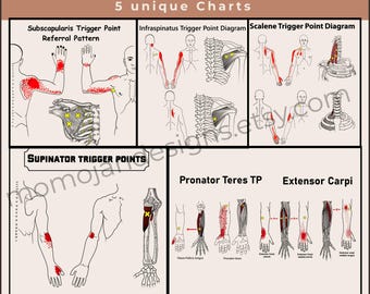 May include: Arm Pain Trigger Points Diagram Set featuring 5 unique charts. The diagrams illustrate the Subscapularis, Infraspinatus, Scalene, Supinator, Pronator Teres, and Extensor Carpi trigger points with red pain referral patterns and yellow markers.