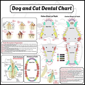 Dog & Cat Dental Anatomy Chart: Veterinary Poster (Digital Download)