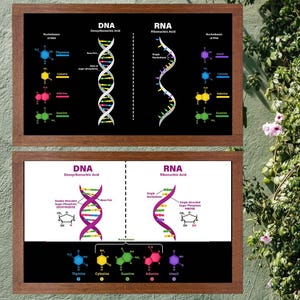 May include: Two framed educational posters displaying DNA and RNA structures. The top poster features a black background with molecular diagrams and labels. The bottom poster has a white and black background with chemical structures and text.