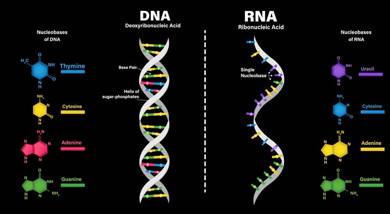 DNA Vs RNA Biology Poster: Helix Diagram, Structure Art (digital ...