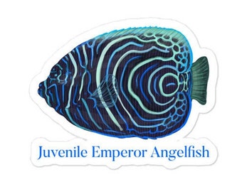 Pegatina libre de burbujas de pez ángel emperador juvenil, peces tropicales, snorkel, Hawái, pegatina de peces, Océano Índico, Mar Rojo, Océano Pacífico