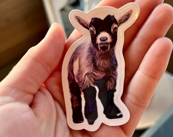 May include: A sticker of a cute baby goat with black and white fur. The goat is standing on all four legs and looking directly at the camera.