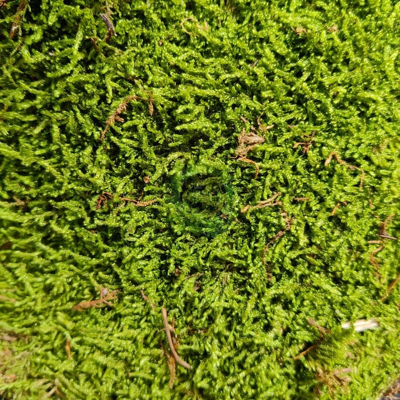 Carpet Flat Moss Reptile Amphibian Vivarium Terrarium Etsy UK