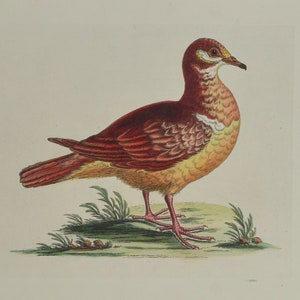 Original Folio George Edwards Bird Print - Plate 119 - The Mountain Partridge