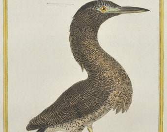 Original 18th c. Little Bittern Bird Print by Martinet Antique Hand Colored Ornithology Engraving