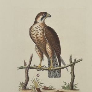 May include: A vintage illustration of a brown and gray hawk perched on a branch with green foliage. The bird is facing to the right and has a yellow beak. The illustration is on a white background.