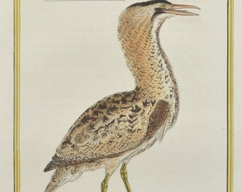 Original 18th c. Bittern Bird Print by Martinet Antique Hand Colored Ornithology Engraving