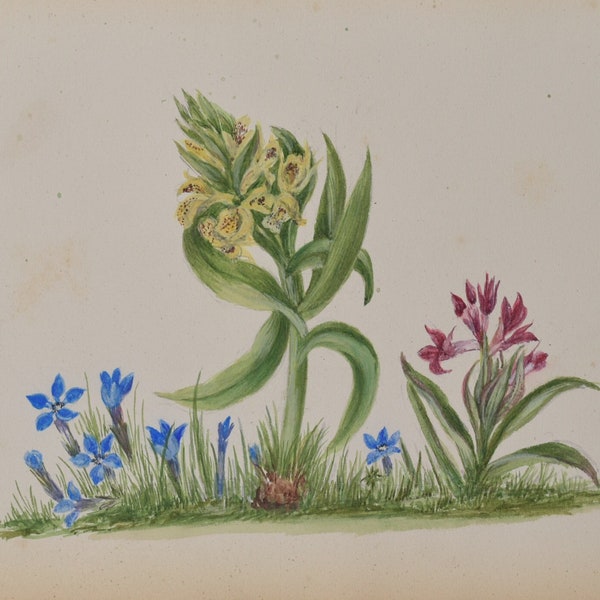 Original 19th Century Botanical Watercolor Painting - Iris and Gladiola by EB