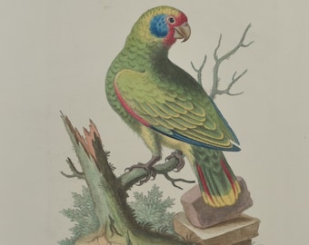 Original Folio George Edwards Bird Print - Plate 161 - Brazilian Green Parrot
