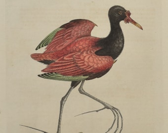 Original 1760 George Edwards Bird Print - Plate 357 - Spur Winged Water Hen