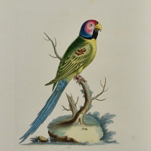 May include: A hand-colored illustration of a parrot with a green body, blue tail feathers, and a pink and black head. The parrot is perched on a branch with a brown trunk and green leaves.