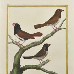 Original 18th c. Grosbeak Bird Print by Martinet Antique Hand Colored Ornithology Engraving