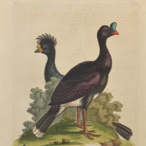 Original 1758 George Edwards Bird Print - Plate 295 - Curasso Bird and the Cushew Bird