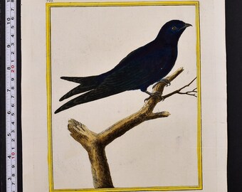 Original 18th c. Swallow Bird Print by Martinet Antique Hand Colored Ornithology Engraving