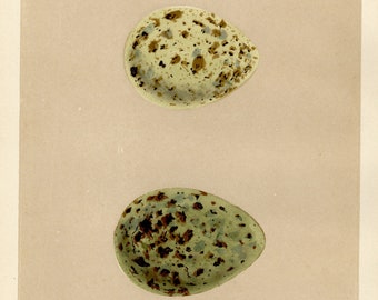 Rare Authentic Tree Pipit LXX 1870 Antique Bird Nest & Egg Print
