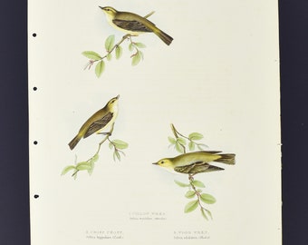 Originale John Gould Birds of Europe Pl. 148 - Fuoco e Scricciolo dalla cresta dorata