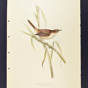 Original John Gould Aves da Europa Pl. 106 - Toutinegra-grande