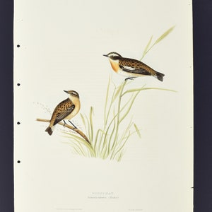 Original John Gould Birds of Europe Pl. 93 - Whinchat