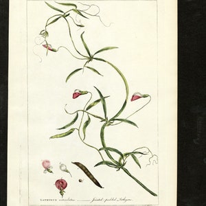 Original Phillip Miller Print - 1807 - Pointed Podded Lathyrus Pl. XCVI
