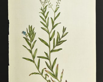 Original 18th c. Curtis Botanical Engraving 1st ed.Flora Londinensis Mouse-Ear S