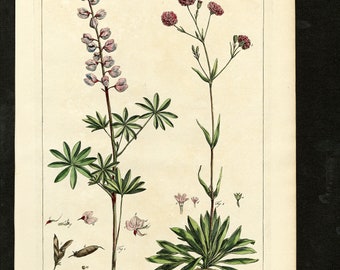 Original Phillip Miller Print - 1807 - Perennial Lupin and Meadow Lychnis Pl. C