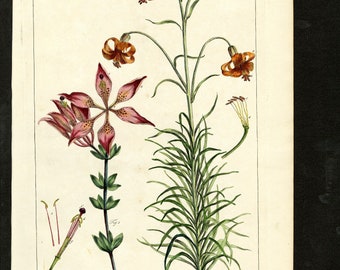 Original Phillip Miller Print - 1807 - Philadelphian Martagon and Pomponian Lily