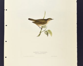 Originale John Gould Birds of Europe Pl. 125 - Canilo da giardino