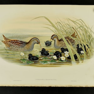 Original Lithograph John Gould Birds of Great Britain Spotted Crake Print