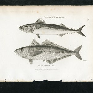 Shaw&#39;s General Zoology - Original 19th c. Engraving - Mackerel